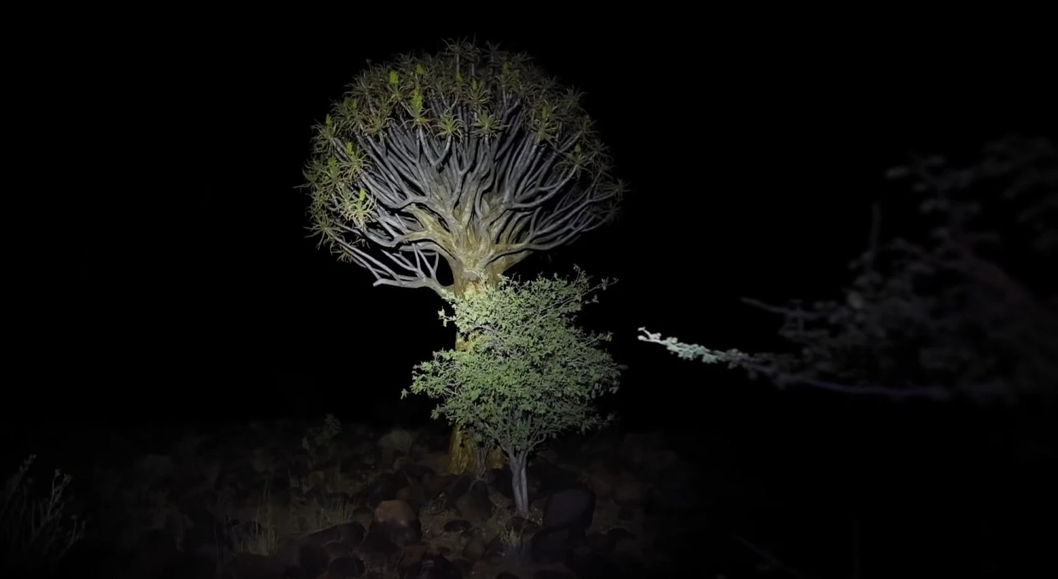 Антон Птушкин вместе с Fenix исследуют Намибию